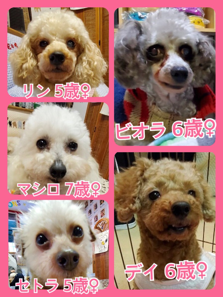 🐾今日の里親様募集中ワンコ🐶メンバーです🐾2020,3,15